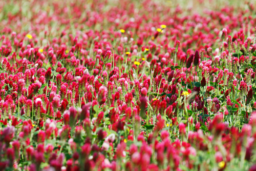 Flores de trébol en Prado