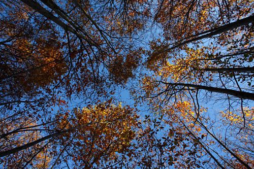 Bosque de castaños desde el suelo